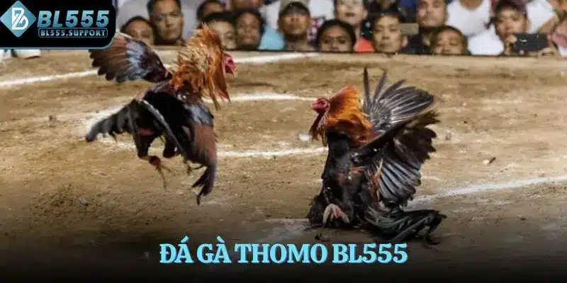 Đá gà Thomo BL555