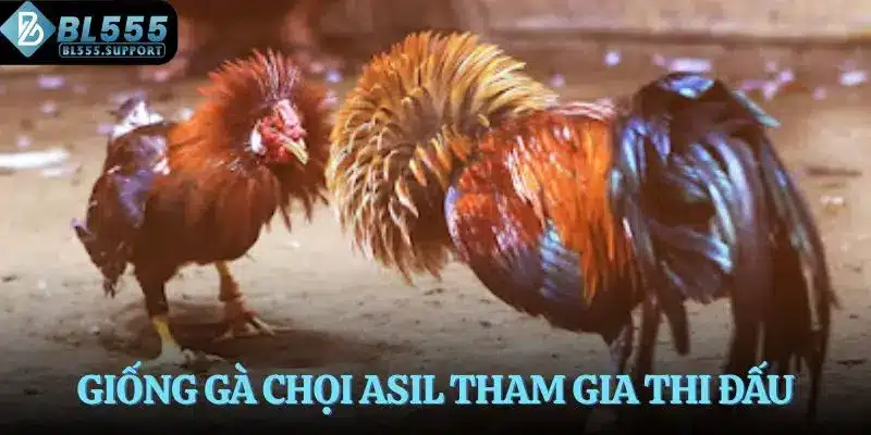 Giống gà chọi Asil tham gia thi đấu