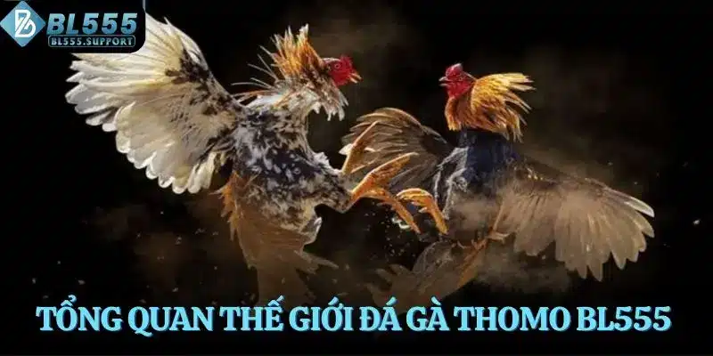 Tổng quan thế giới đá gà Thomo BL555